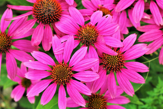 25 Bright Star Coneflower Echinacea Purpurea Lavender Rose Pink Flower Seeds | www.seedsplantworld.com