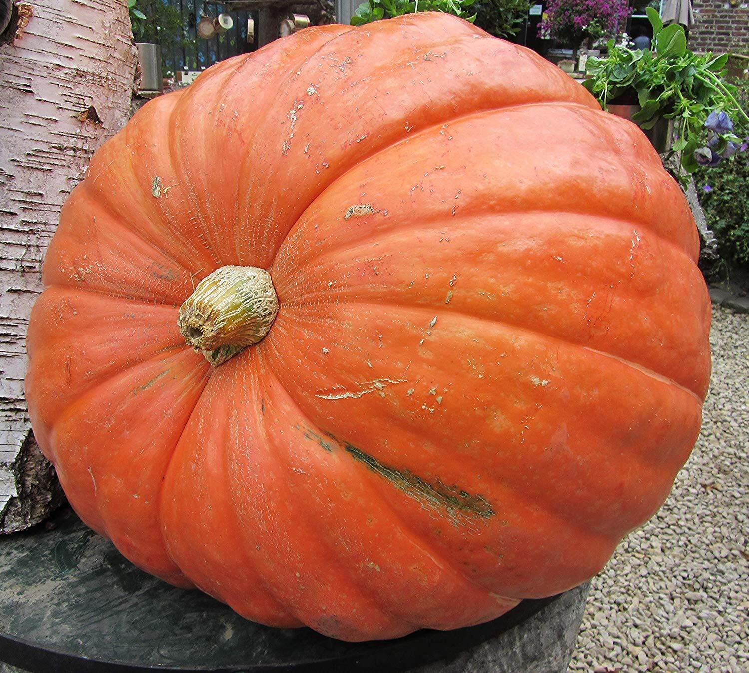 100 Pumpkin Big Max Vegetable Seeds | www.seedsplantworld.com