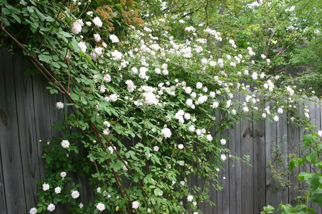 5 White Climbing Rose Rosa Bush Vine Climber Fragrant Butterfly Flower Seeds | www.seedsplantworld.com