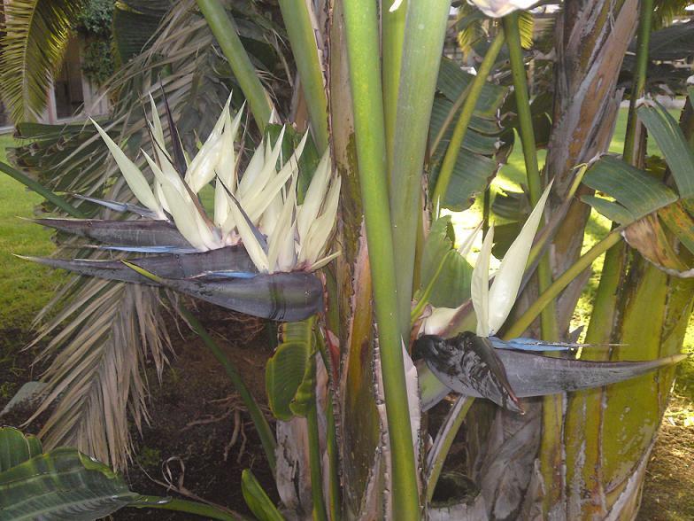 7 Bird Of Paradise Giant White Flower House Plant Flower Seeds | www.seedsplantworld.com