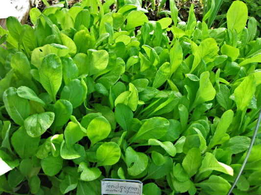 940 Mustard Spinach Tendergreen Salad Greens Vegetable Seeds | www.seedsplantworld.com