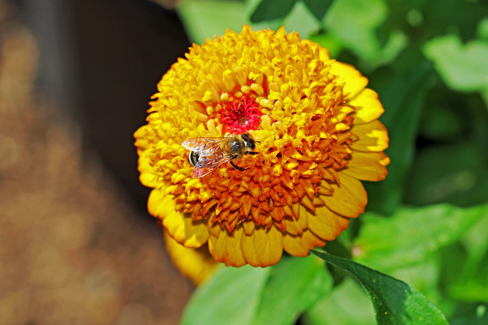 100 Mixed Colors Scabiosa Zinnia Elegans Red Pink Purple Yellow Flower Seeds | www.seedsplantworld.com