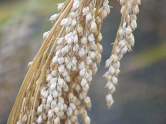 200 Proso Millet White Common Panicum Miliaceum Ornamental Grass Vegetable Seeds | www.seedsplantworld.com