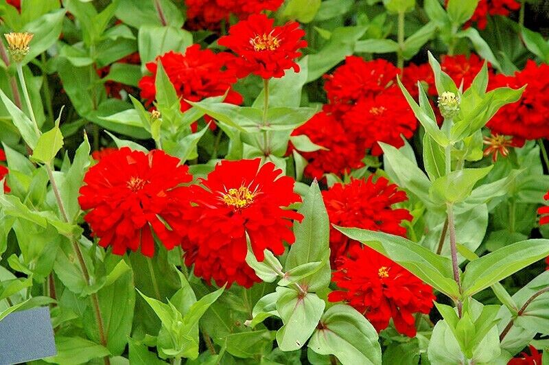 301 Red Zinnia Flower Seeds