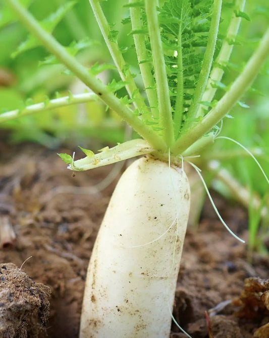 100 Daikon Radish Seeds Heirloom Non Gmo Daikon Japanese Vegetable Seeds | www.seedsplantworld.com