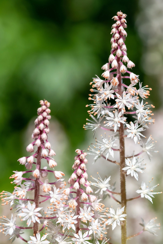 20 Filigran Foamflower White & Pink Tiarella Polyphylla Shade Flower Seeds | www.seedsplantworld.com