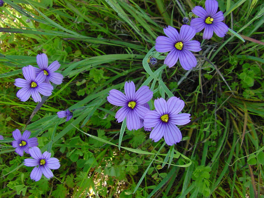 65 Blue Eyed Grass Stout Blue Eyed Grass Seeds | www.seedsplantworld.com