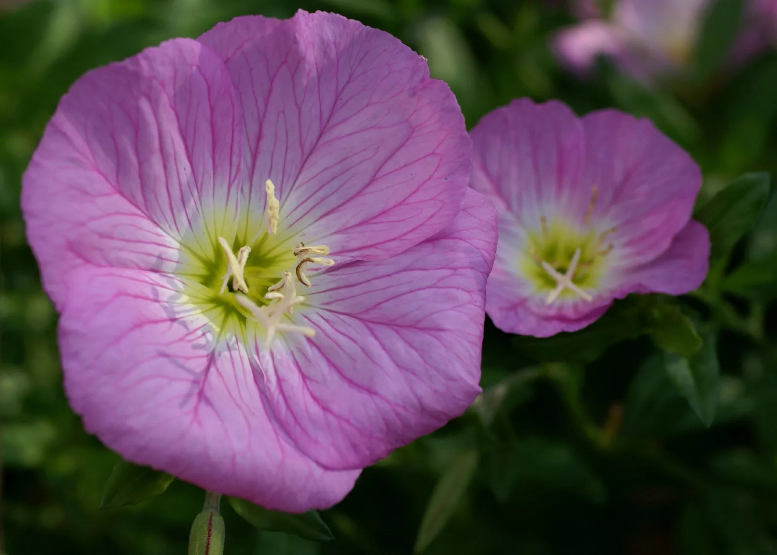 675 Primrose Evening Showy Pink Flower Seeds | www.seedsplantworld.com