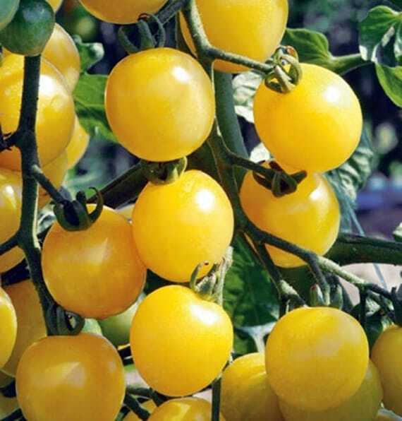 25 Ct White Cherry Tomato Garden Heirloom NON-GMO Vegetable Seeds | www.seedsplantworld.com