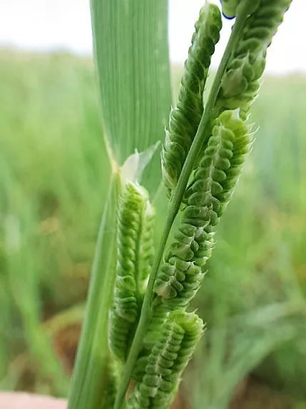 200 Slough Grass Wetland American Western Ornamental Beckmannia Syzigachne Seeds | www.seedsplantworld.com