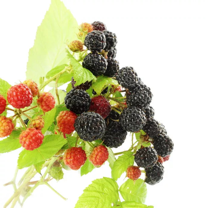 Bristol/Munger Black Raspberry Potted Fruit Plants | www.seedsplantworld.com