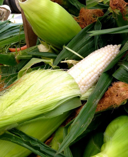 100 Country Gentleman White Corn Sweet Heirloom Zea Mays Vegetable Seeds | www.seedsplantworld.com