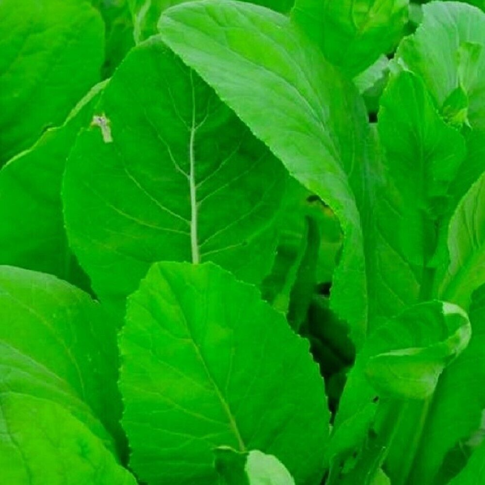 100 Tendergreen Mustard Spinach NON-GMO Heirloom Vegetable Seeds | www.seedsplantworld.com