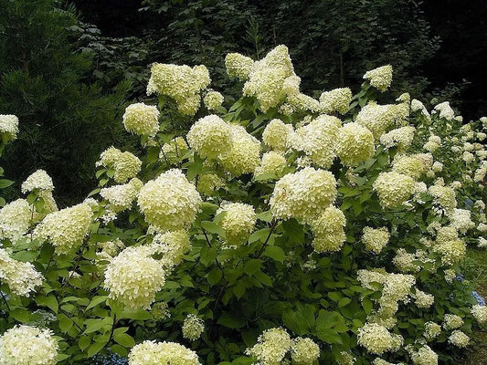 50 Pee Gee Hydrangea Paniculata Peegee Panicle White Pink Flower Shrub Seeds | www.seedsplantworld.com