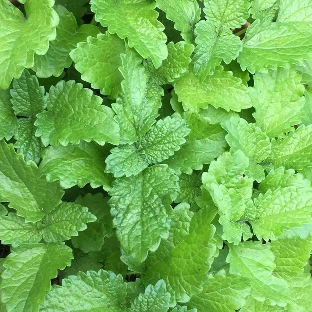 500+ Lemon Balm Perrenial Mosquito Insect Repellent Herb Seeds | www.seedsplantworld.com