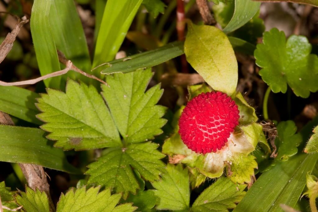 50 Indian Tuttifrutti Strawberry Duchesnea Indica Flower Berry Seeds | www.seedsplantworld.com