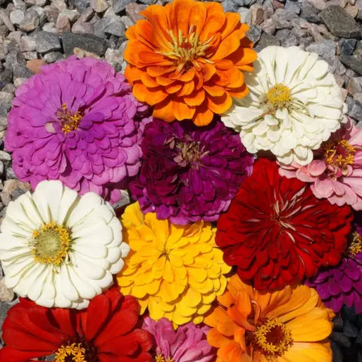 100 California Giants Mix Zinnia Seeds Non-GMO Flower Seeds | www.seedsplantworld.com