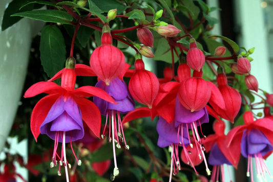 20 Hardy Fuchsia Magellanica Pink Purple Hummingbird Flower Shrub Seeds | www.seedsplantworld.com