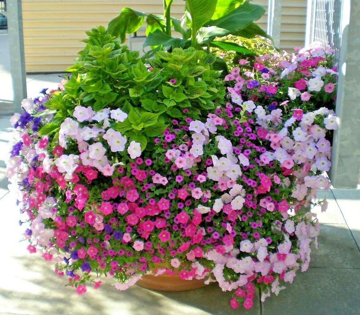 2001 Dwarf Petunia Mix Flower Seeds