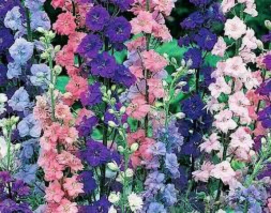 200+ Larkspur Rocket Delphinium Imperial Mix Cut Annual Flower Seeds | www.seedsplantworld.com