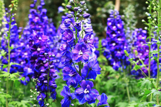 100 Blue Spire Larkspur Delphinium Consolida Ambigua Ajacis Flower Seeds | www.seedsplantworld.com