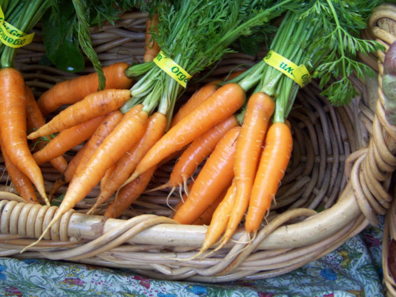 775 Carrot Danvers Half-Long Heirloom Vegetable Seeds | www.seedsplantworld.com