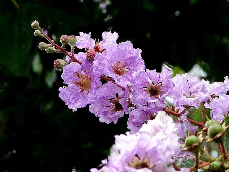 35 Lilac Crepe Myrtle Crape Tree Shrub Lagerstroemia Indica Flower Seeds | www.seedsplantworld.com