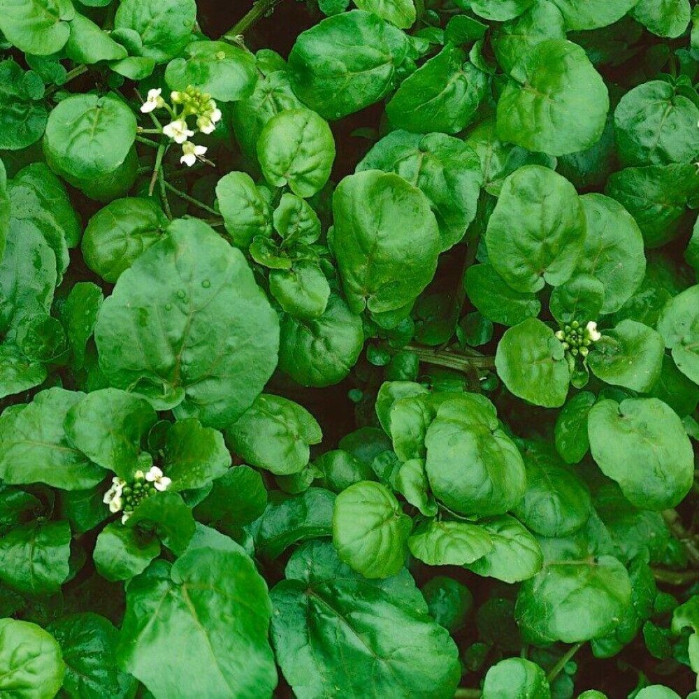 300 Watercress Cress NON-GMO Heirloom Herb Seeds | www.seedsplantworld.com