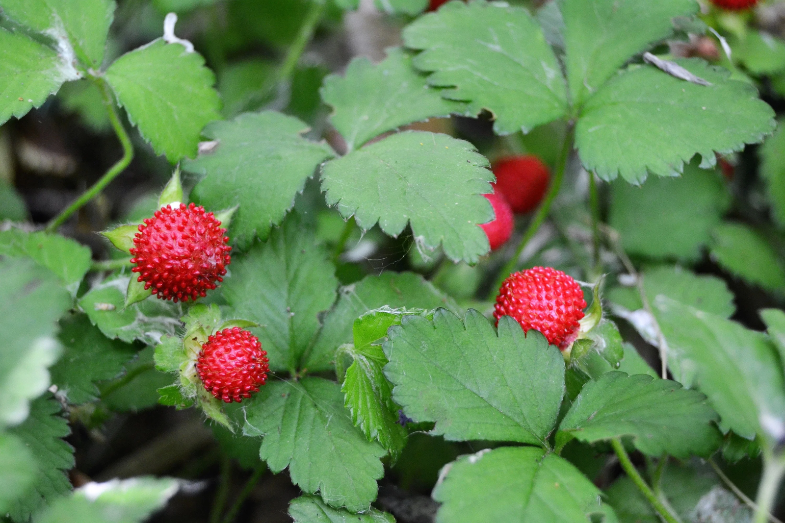 80 California Woodland Strawberry Fragaria Vesca Bracteata Red Berry Fruit Seeds | www.seedsplantworld.com