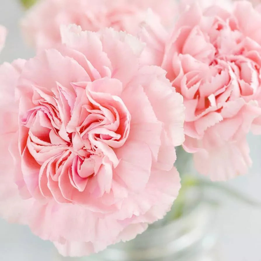 50 La France Carnation Seeds Non-GMO Flower Seeds | www.seedsplantworld.com