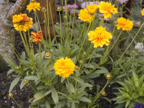 239 Coreopsis Lance-Leaf Perennial Flower Seeds | www.seedsplantworld.com