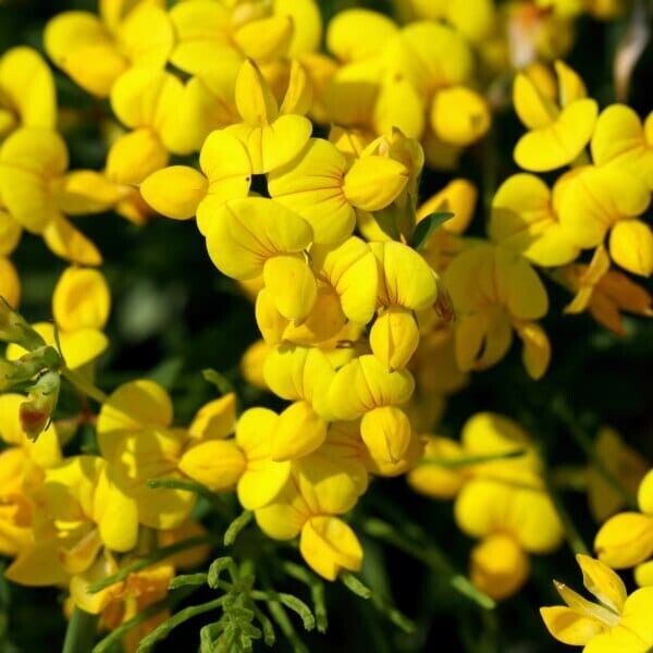 300+ Bird's Foot Trefoil Lotus Corniculatus Perennial Flower Seeds | www.seedsplantworld.com