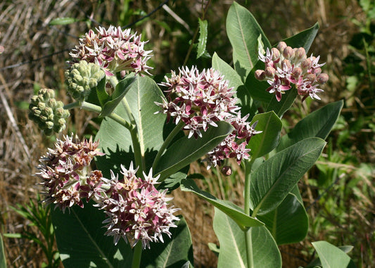 60 Milkweed Showy Pink Flower For Butterflies Flower Seeds | www.seedsplantworld.com