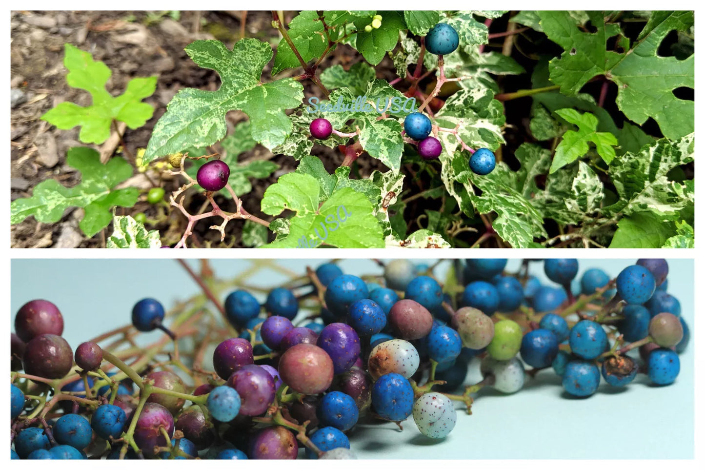 10 Variegated Porcelain Berry Vine Ampelopsis Elegans Peppervine Blue Prpl Seeds | www.seedsplantworld.com