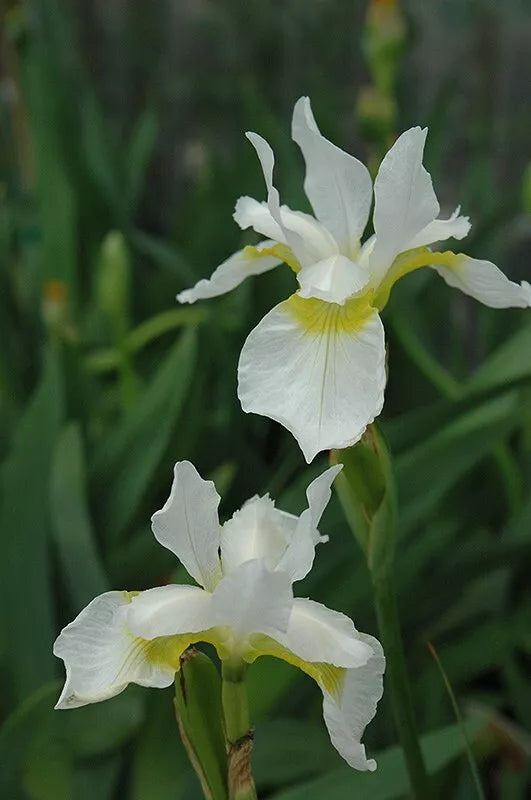 2 Snow Queen Siberian Iris Rhizomes Bareroot Sparkling White Flowered Perennial Rooted Plant | www.seedsplantworld.com