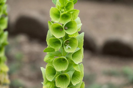 150 Bells Of Ireland Moluccella Laevis Lady In Bathtub Green Shell Flower Seeds | www.seedsplantworld.com