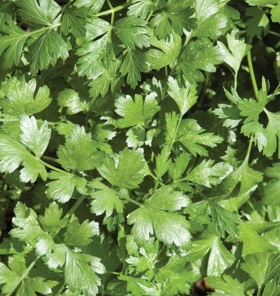 100+ Cilantro Coriander Mexican Spice NON-GMO Herb Seeds | www.seedsplantworld.com