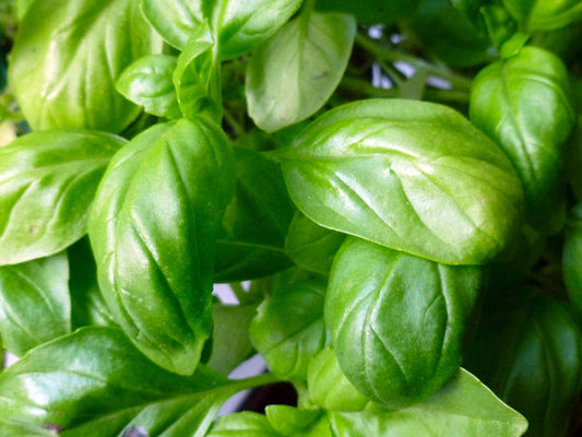 750 Basil Italian Broadleaf Sweet Herb Seeds | www.seedsplantworld.com