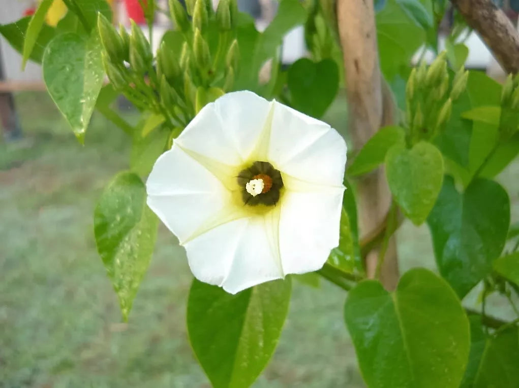 10 White Christmas Vine Turbina Flower Rivea Corymbosa Ornamental Climber Seeds | www.seedsplantworld.com