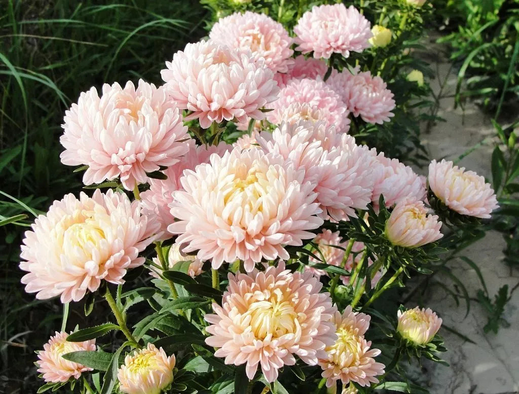 30 Duchess Apricot Paeony Aster French Peony Callistephus Flower Seeds | www.seedsplantworld.com