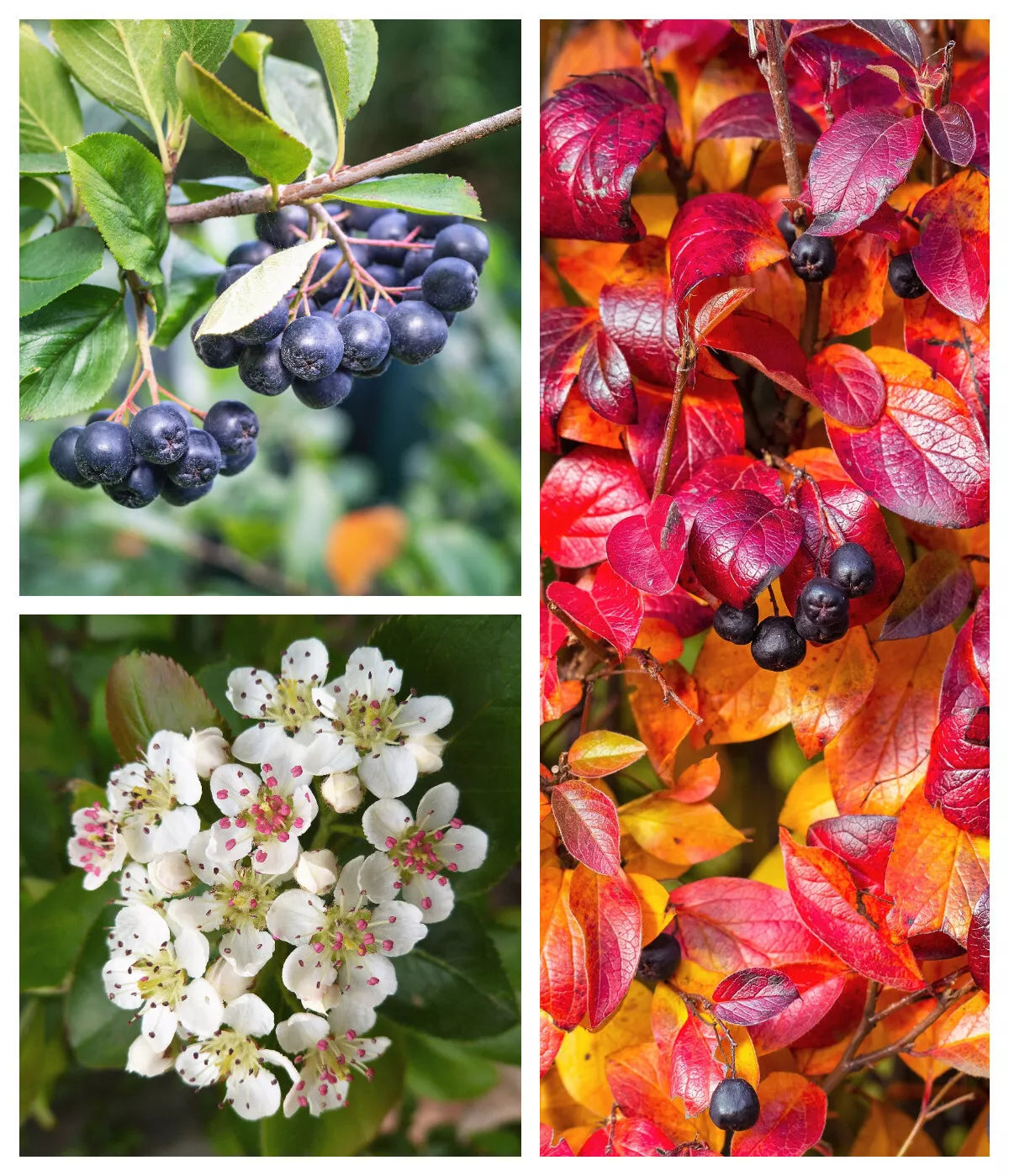 50 Black Chokeberry Aronia Melanocarpa White Flower Shrub Seeds | www.seedsplantworld.com