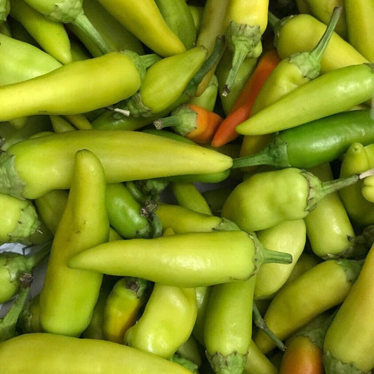 25+ Pepperoncini Italian Pepper Mild NON-GMO Vegetable Seeds | www.seedsplantworld.com