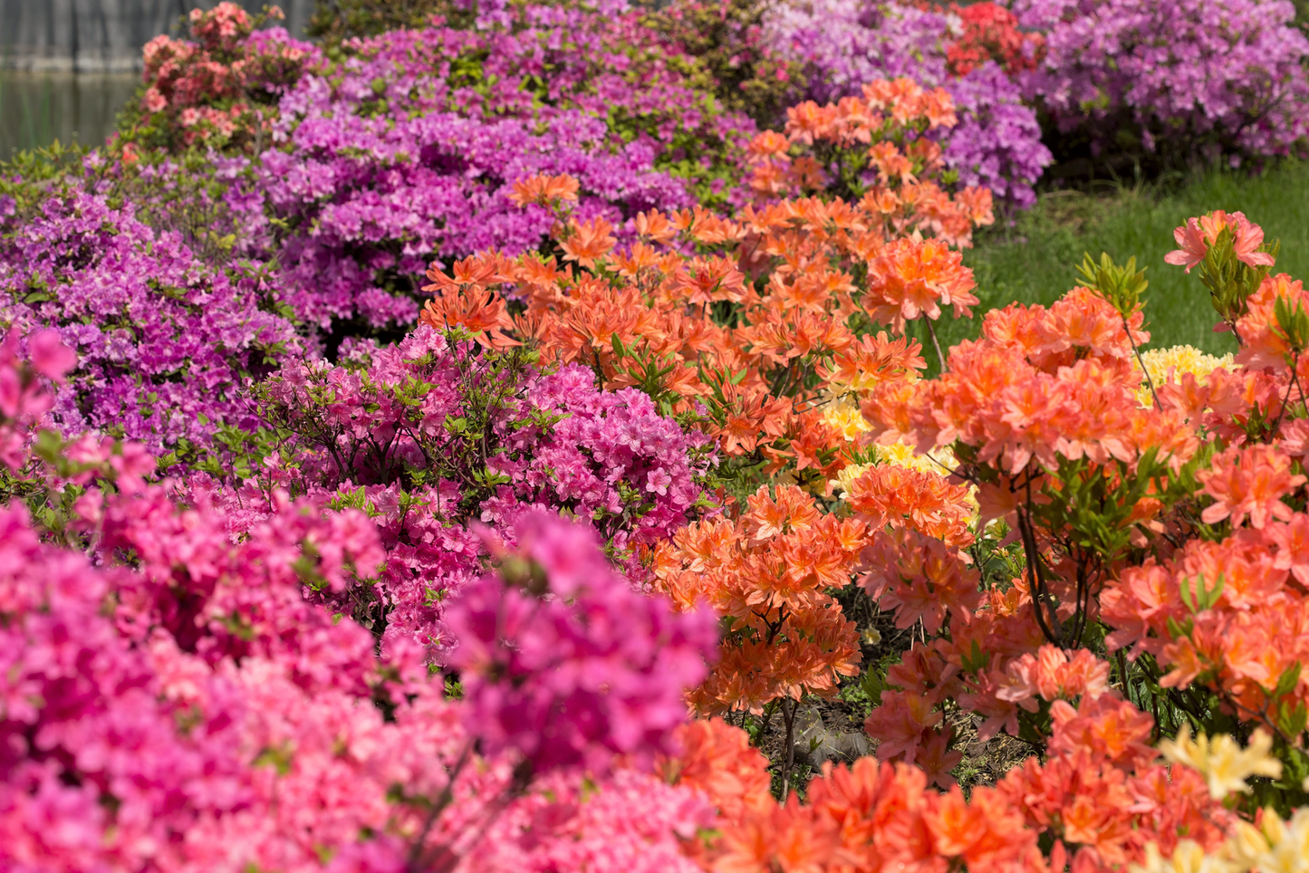 25 Mixed Colors Azalea Rhododendron Spp Red Purple Flower Shade Bush Shrub Seeds | www.seedsplantworld.com