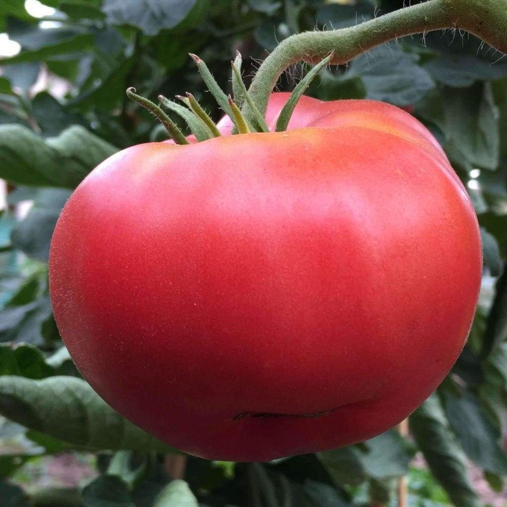 50 Ct Ponderosa Pink Tomato Heirloom NON-GMO Vegetable Seeds | www.seedsplantworld.com