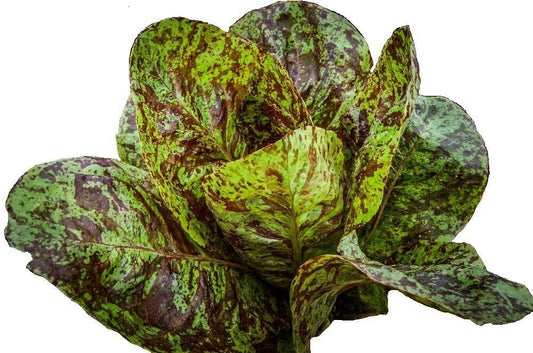 195 Lettuce Romaine Freckles Salad Greens Vegetable Seeds | www.seedsplantworld.com