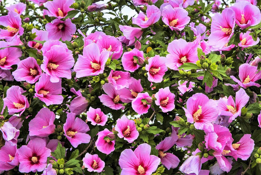 25 Dark Pink Rose Of Sharon Hibiscus Syriacus Flower Tree Bush Seeds | www.seedsplantworld.com