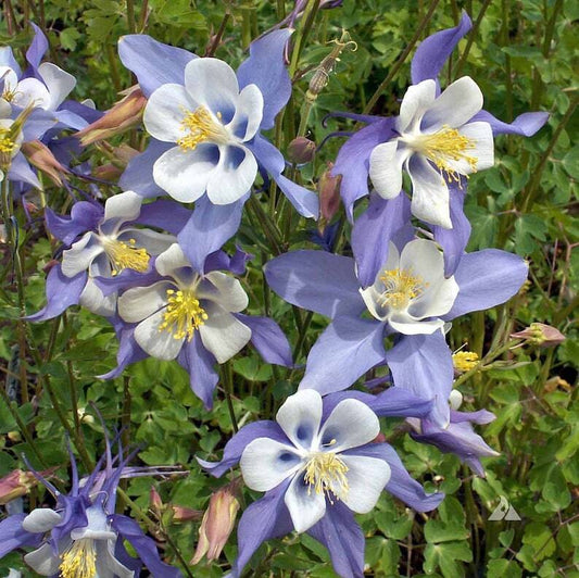 300+ Blue Rocky Mountain Columbine Aquilegia Caerulea Flower Seeds | www.seedsplantworld.com