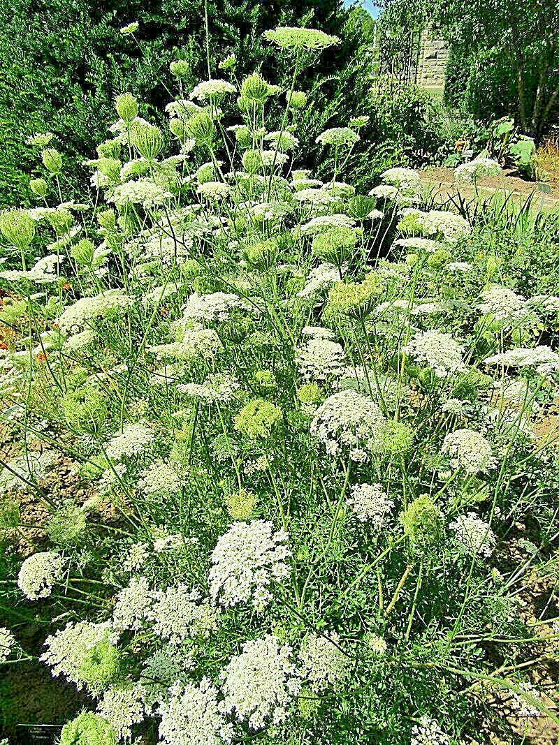 Queen Anns Lace 1000 Seeds