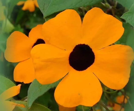 30 Black Eyed Susan Vine Thunbergia Alata Flower Seeds | www.seedsplantworld.com