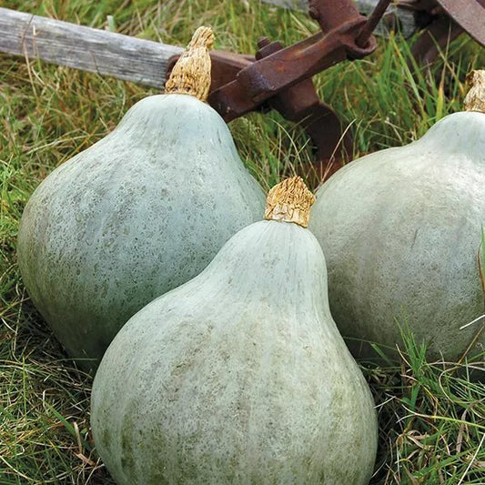 10 Blue Hubbard Squash Seeds Non-GMO Vegetable Seeds | www.seedsplantworld.com